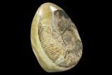 Ammonite In Septarian Nodule - Madagascar #124161-2